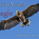 Eagle as Spirit Animal