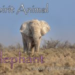 Elephant as Spirit Animal