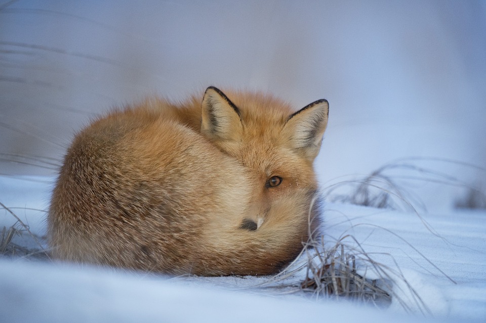Fox in a Dream