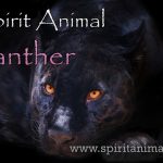 Panther as Spirit Animal