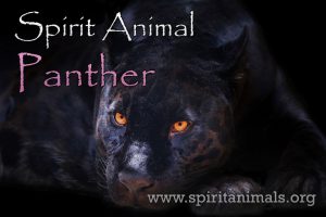 Panther as Spirit Animal