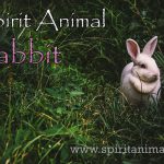 Rabbit as Spirit Animal