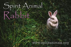 Rabbit as Spirit Animal