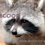 Racoon as Spirit Animal