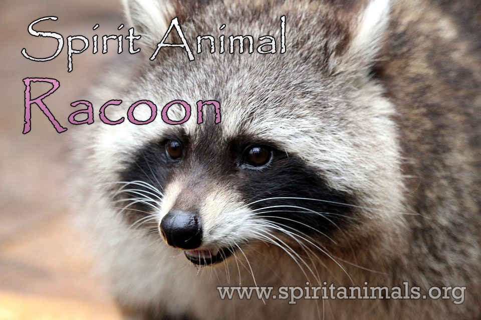 Spiritual Meaning of Raccoon in Dream: Unlock the Symbolic Power