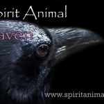 Raven as Spirit Animal