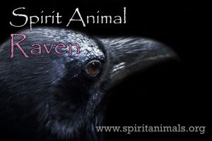 Raven as Spirit Animal