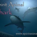 Shark as Spirit Animal