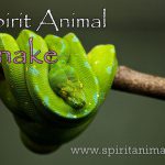 Snake as Spirit Animal