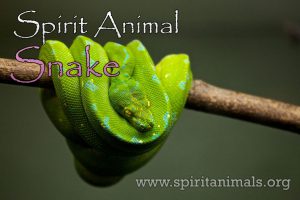 Snake as Spirit Animal