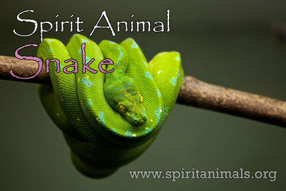 Snake Spirit Animal – Meaning and Symbolism - Spirit Animals