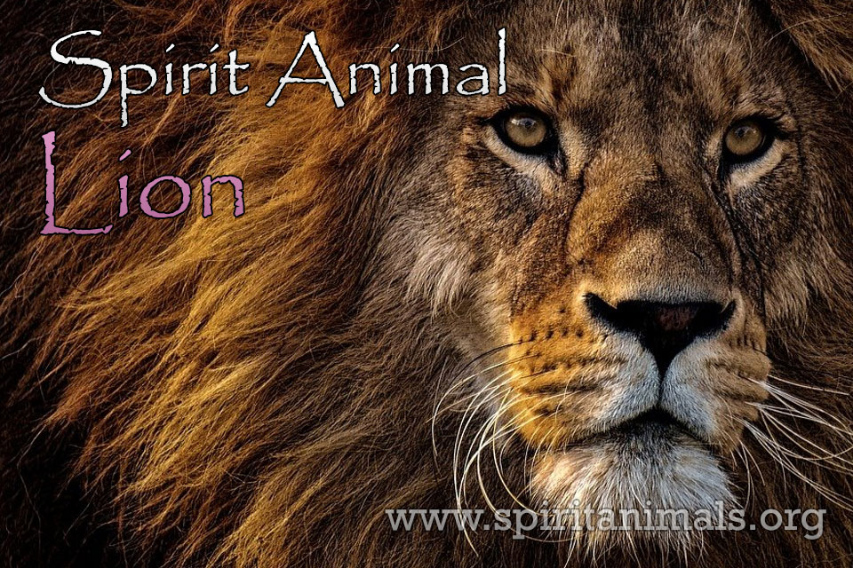 Bear - Meaning and Symbolism of Spirit Animal - Spirit Animals