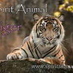 Tiger as Spirit Animal