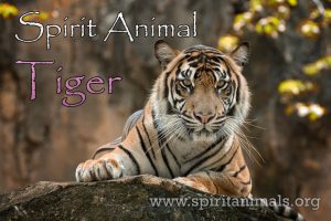 Tiger as Spirit Animal