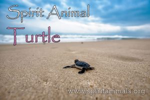 Turtle as Spirit Animal