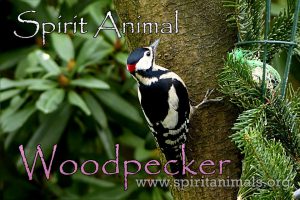Woodpecker as Spirit Animal