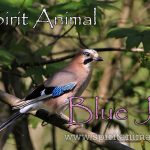 Bluejay as Spirit Animal