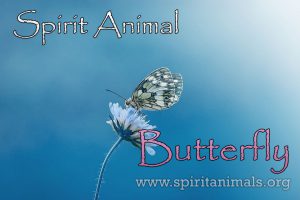 Butterfly as Spirit Animal