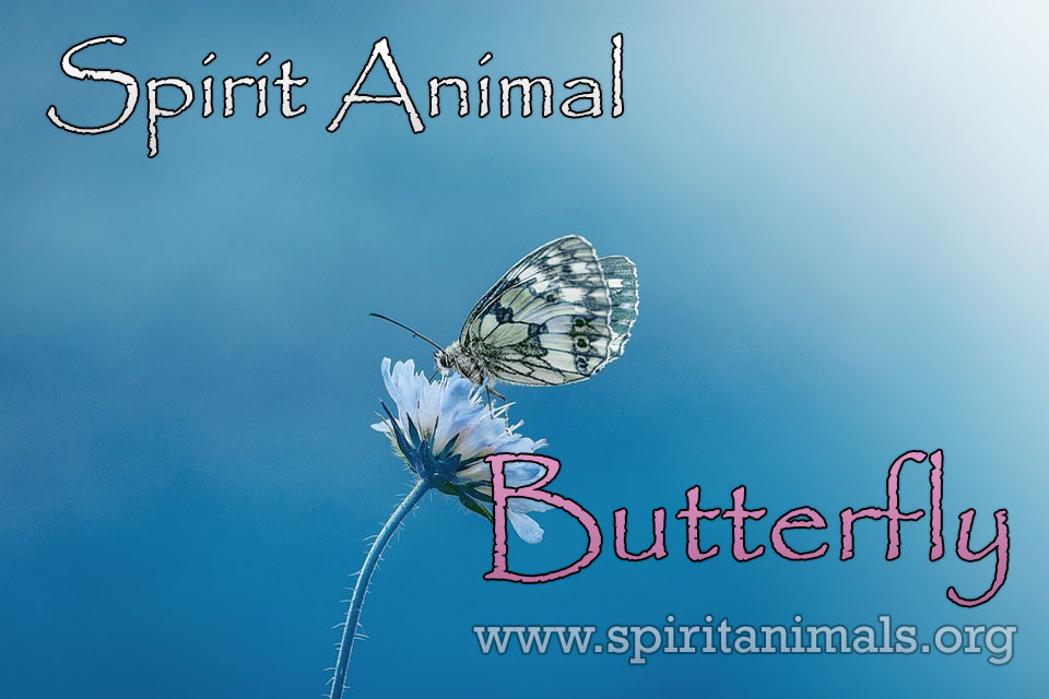 Butterfly as Spirit Animal