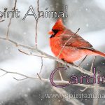 Cardinal as Spirit Animal