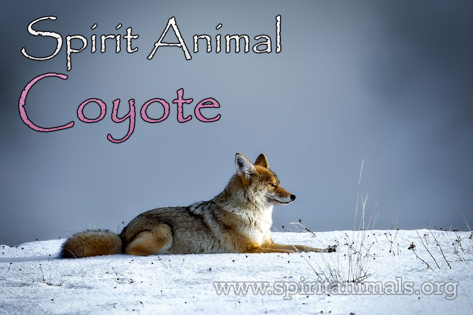 native american coyote symbol