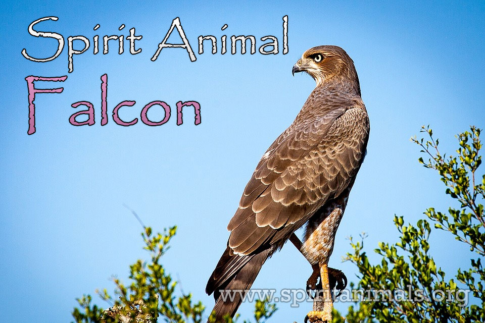 Falcon as Spirit Animal
