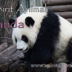 Panda as Spirit Animal