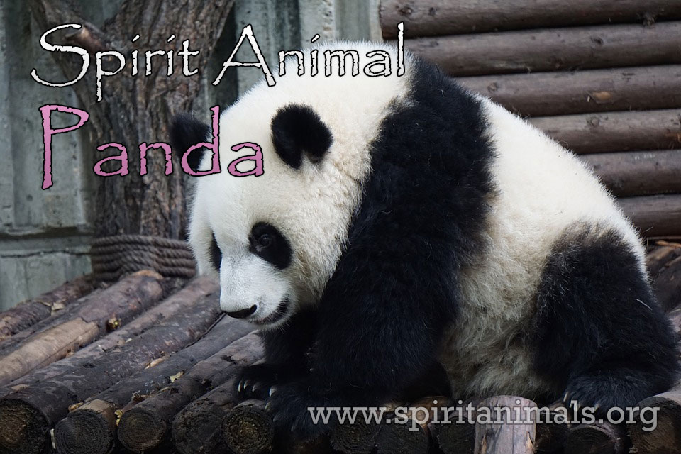 Panda as Spirit Animal