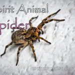 Spider as Spirit Animal