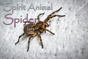 Spider as Spirit Animal
