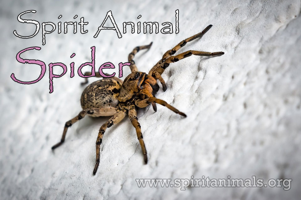 Spider as Spirit Animal