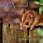 Mouse as Spirit Animal