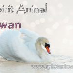 Swan as Spirit Animal