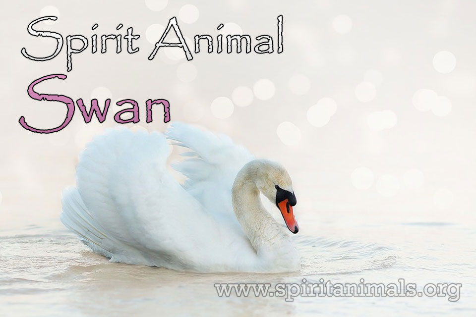 Swan as Spirit Animal