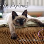Cat as Spirit Animal
