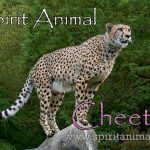 Cheetah as Spirit Animal