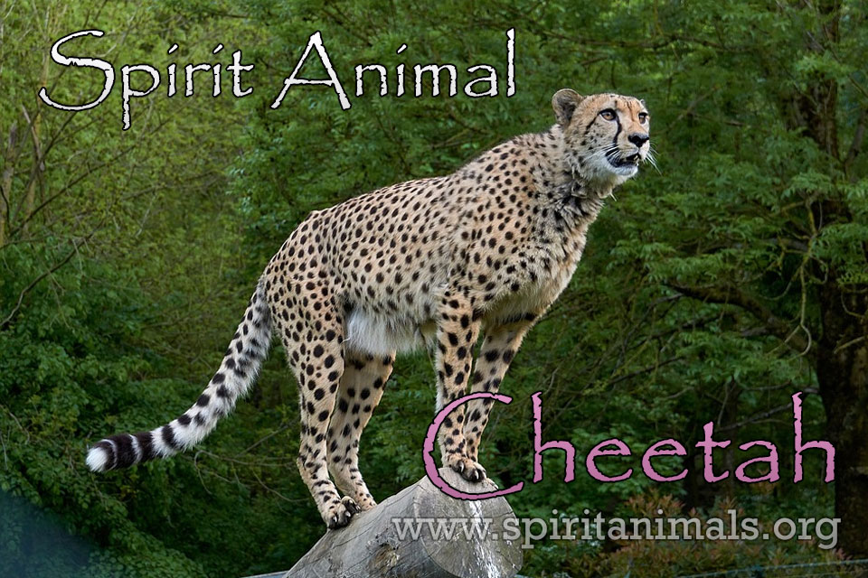 Cheetah as Spirit Animal