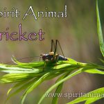 Cricket as Spirit Animal