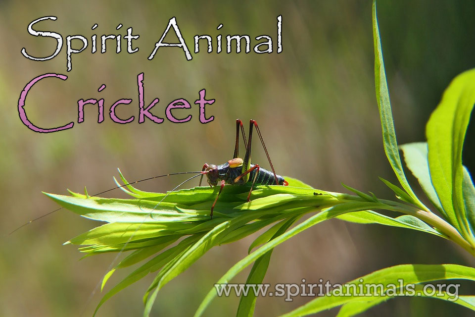 Cricket as Spirit Animal