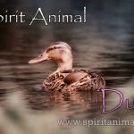 Duck as Spirit Animal