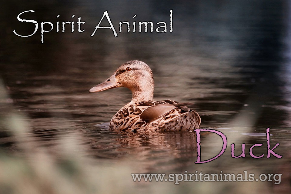 Duck as Spirit Animal