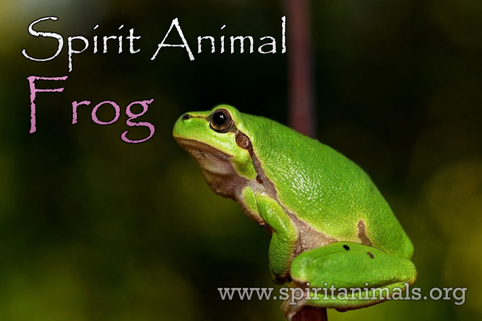 Frog as Spirit Animal
