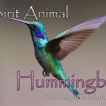 Hummingbird as Spirit Animal