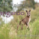 Kangaroo as Spirit Animal