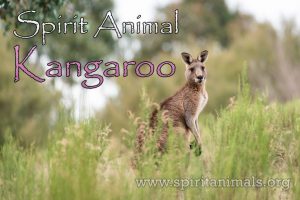 Kangaroo as Spirit Animal