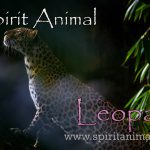 Leopard as Spirit Animal