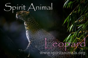 Leopard as Spirit Animal