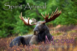 Moose as Spirit Animal
