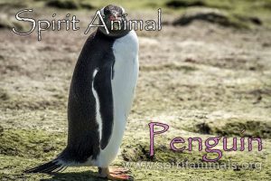 Penguin as Spirit Animal