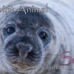 Seal as Spirit Animal